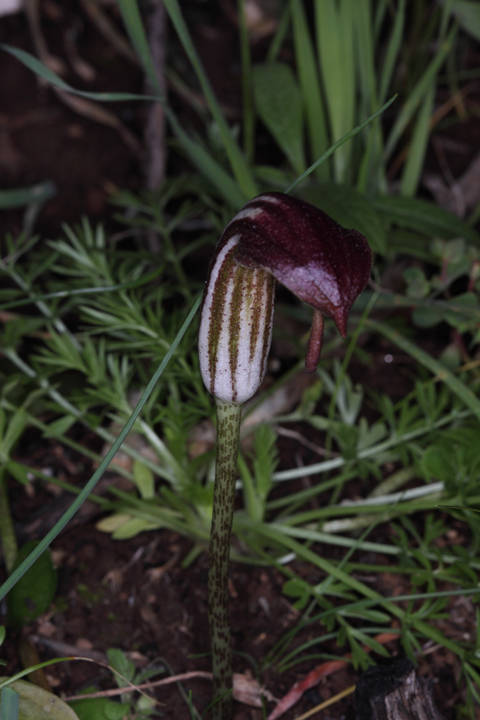 Arisarum vulgare